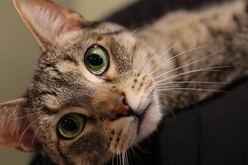 Spicy Inferno Pizza dewey specialty