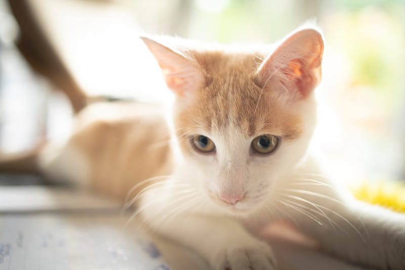 Buffalo Ranch Pizza dewey specialty pie