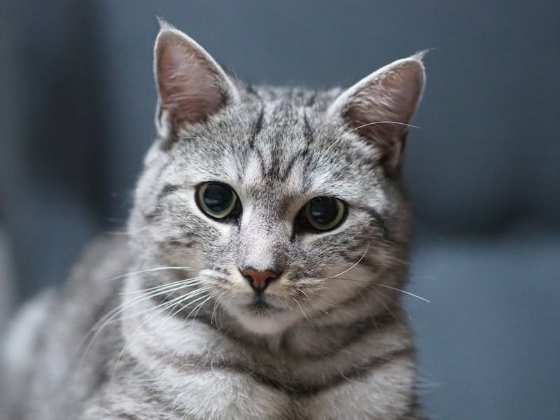 White Garlic Pizza deweys specialty